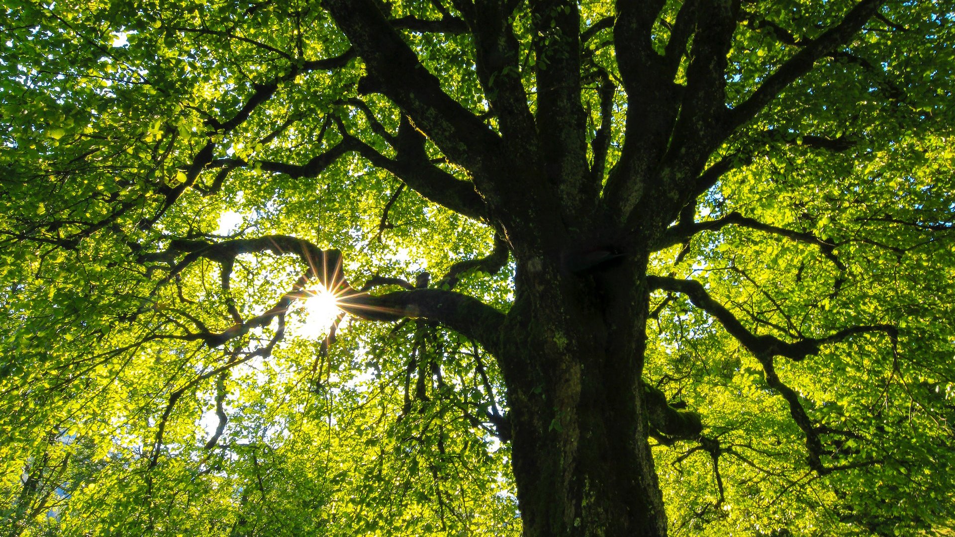 The Vital Role of Trees in Our Ecosystem